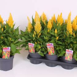 Celosia gelb Kelos Atomic T17 H040