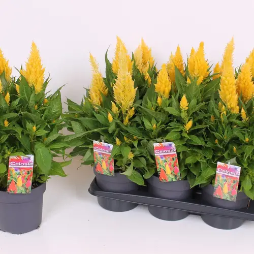 Celosia gelb Kelos Atomic T17 H040