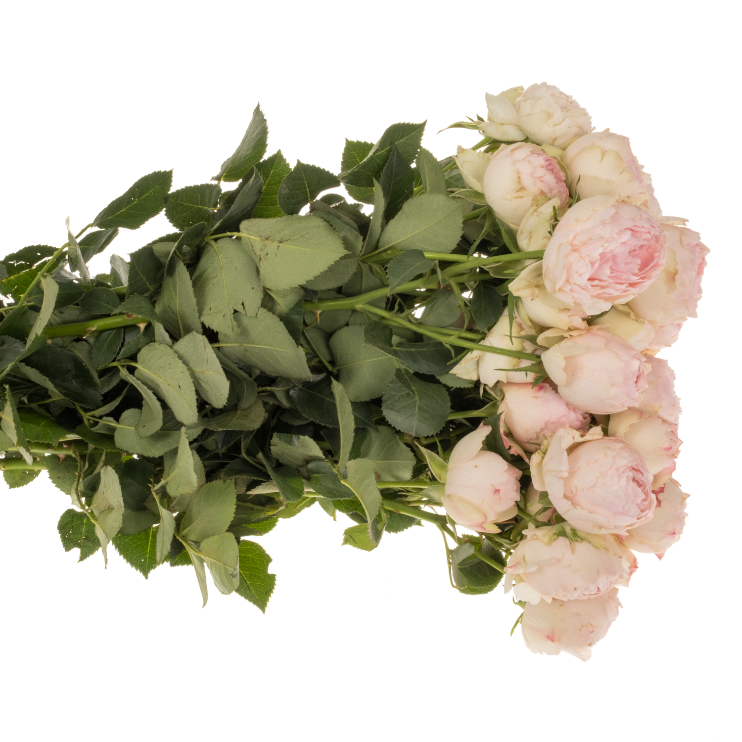 Rose verzweigt hell rosa Mansfield Park 50cm