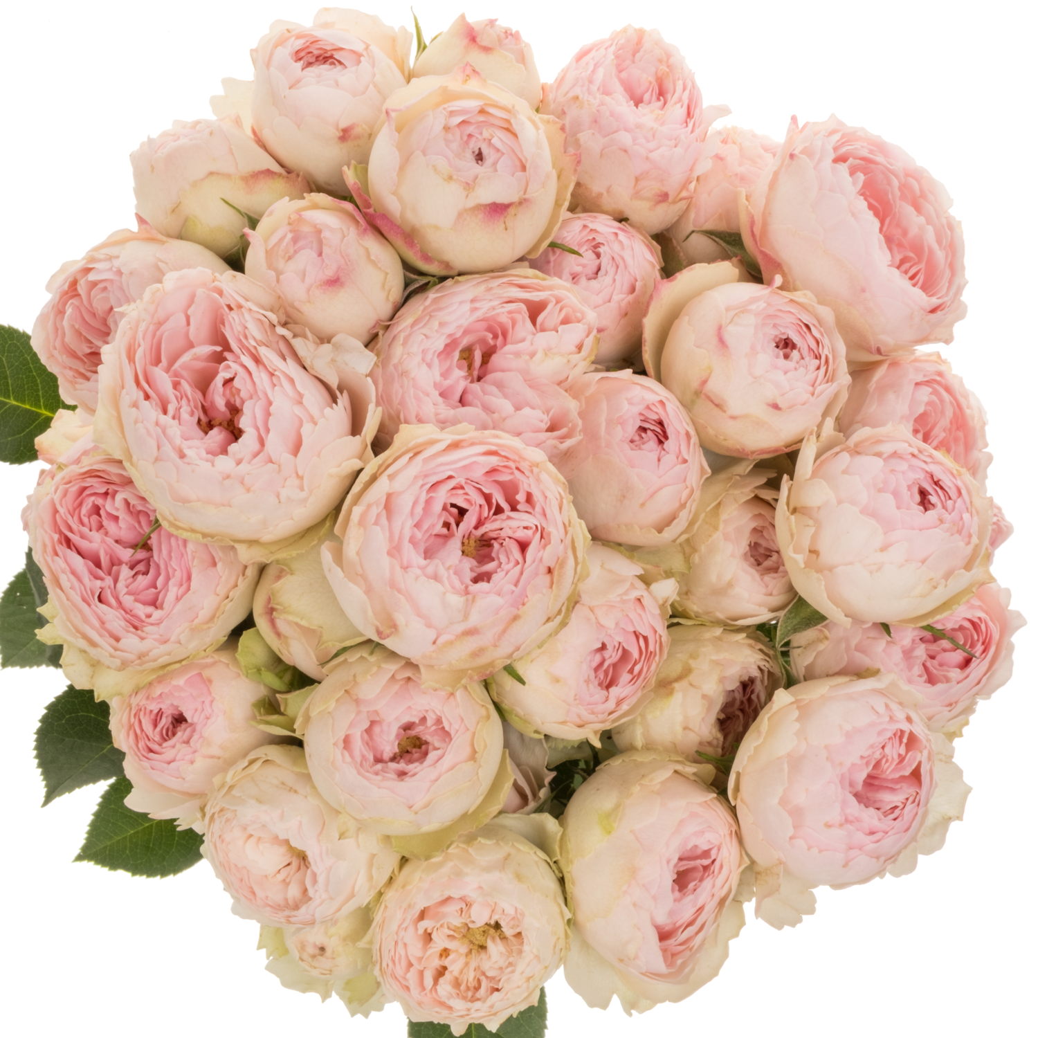 Rose verzweigt hell rosa Mansfield Park 50cm