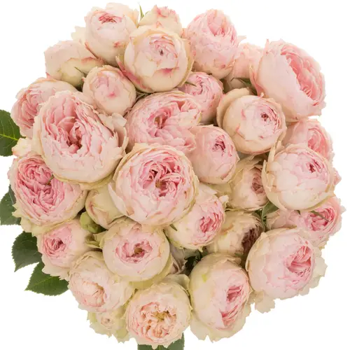 Rose verzweigt hell rosa Mansfield Park 50cm