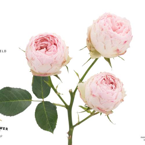 Rose verzweigt hell rosa Mansfield Park 50cm