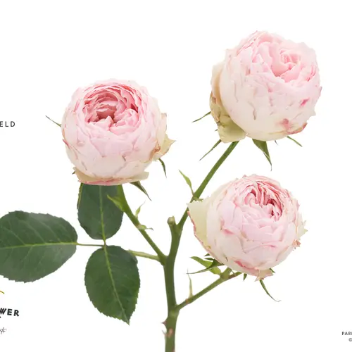 Rose verzweigt hell rosa Mansfield Park 50cm