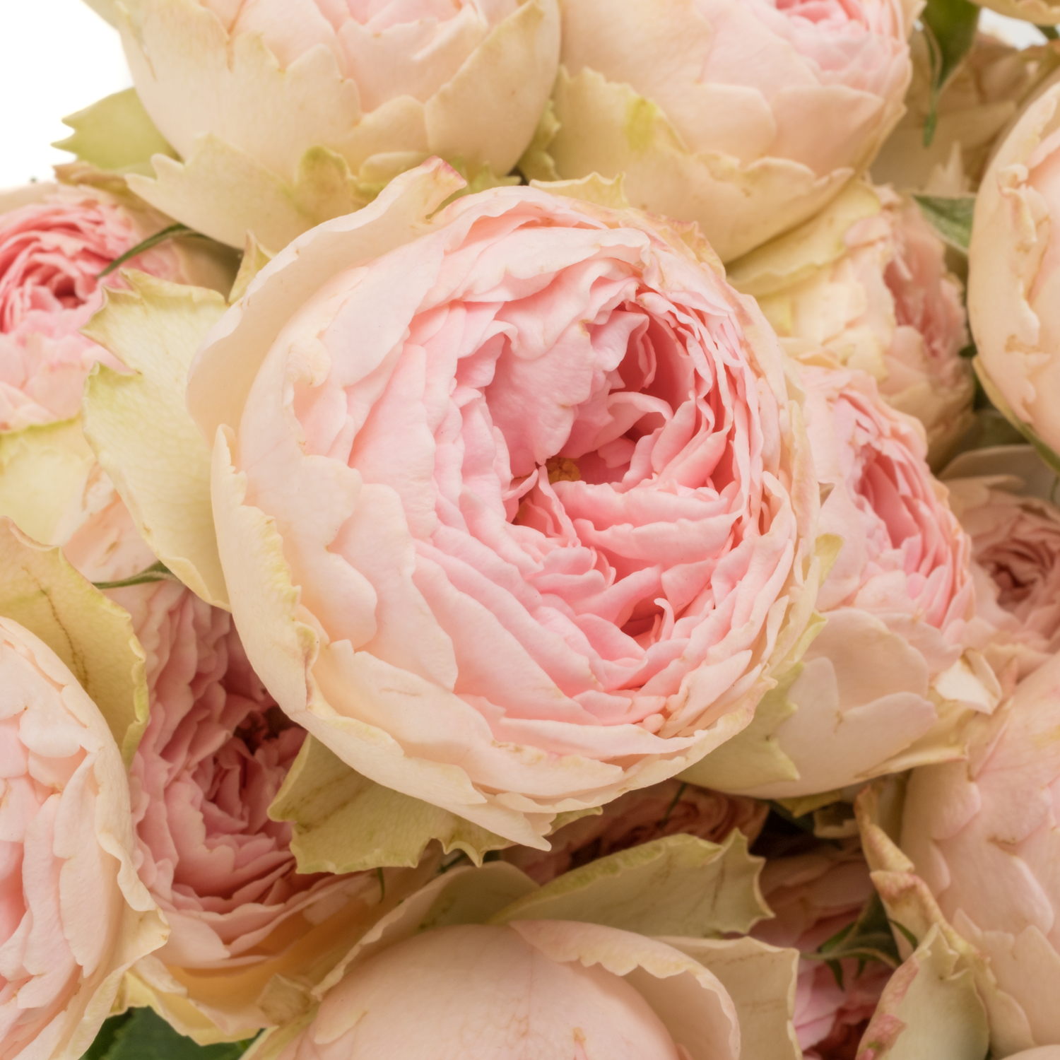Rose verzweigt hell rosa Mansfield Park 50cm