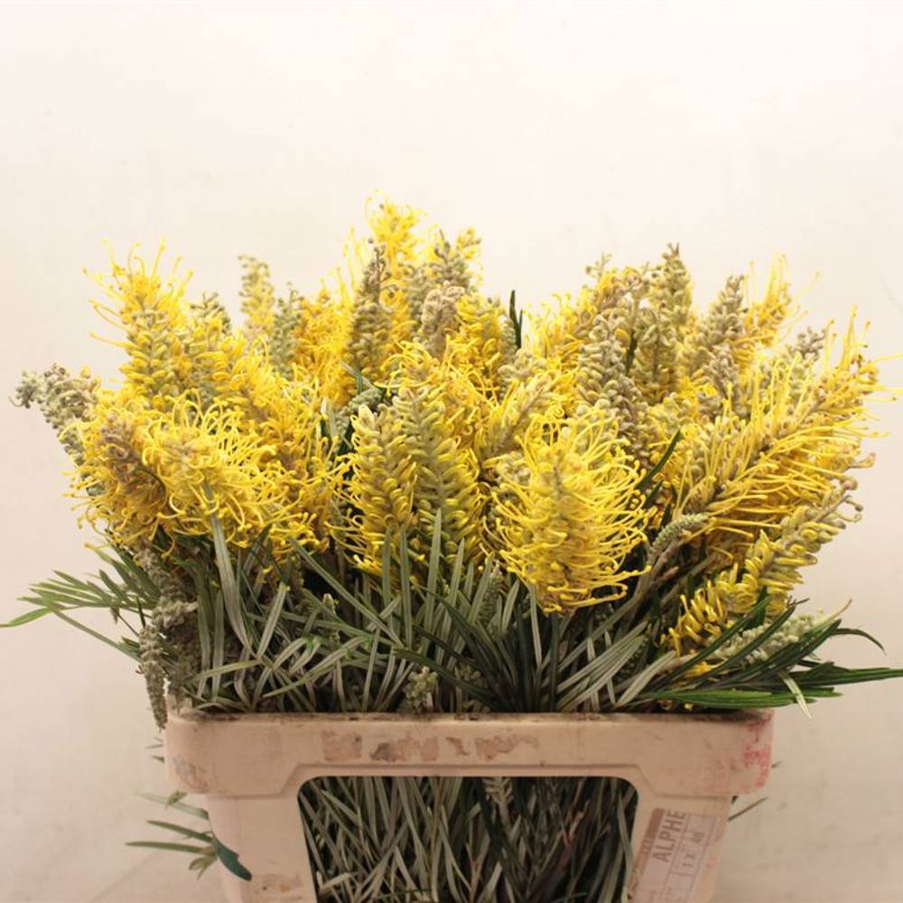 Grevilea gelb Yellow Amit 60cm
