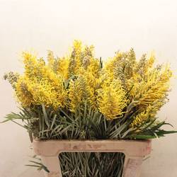 Grevilea gelb Yellow Amit 60cm