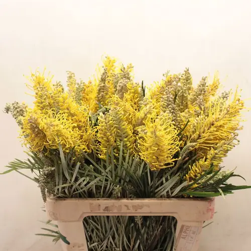 Grevilea gelb Yellow Amit 60cm