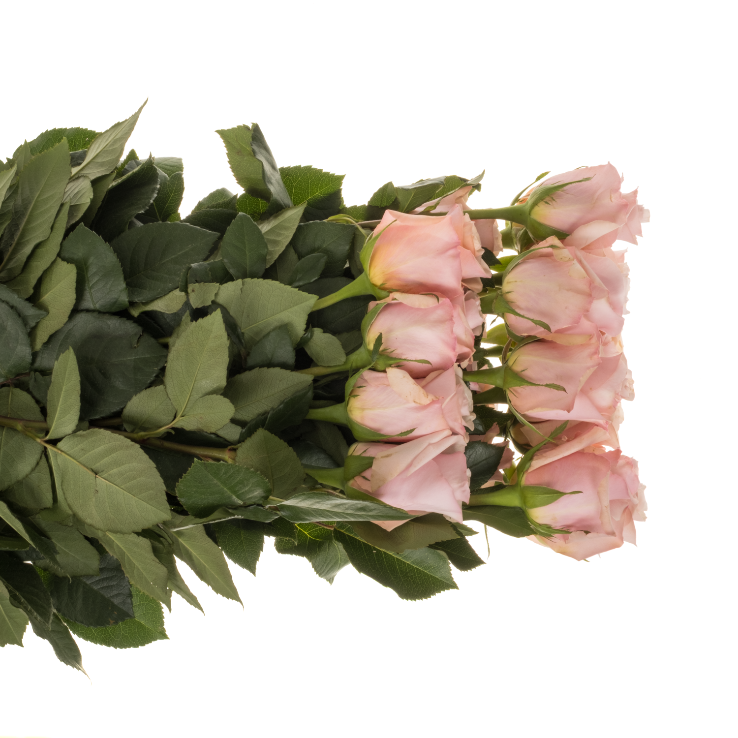 Rose hell rosa Mother of Pearl (Ec) 70cm