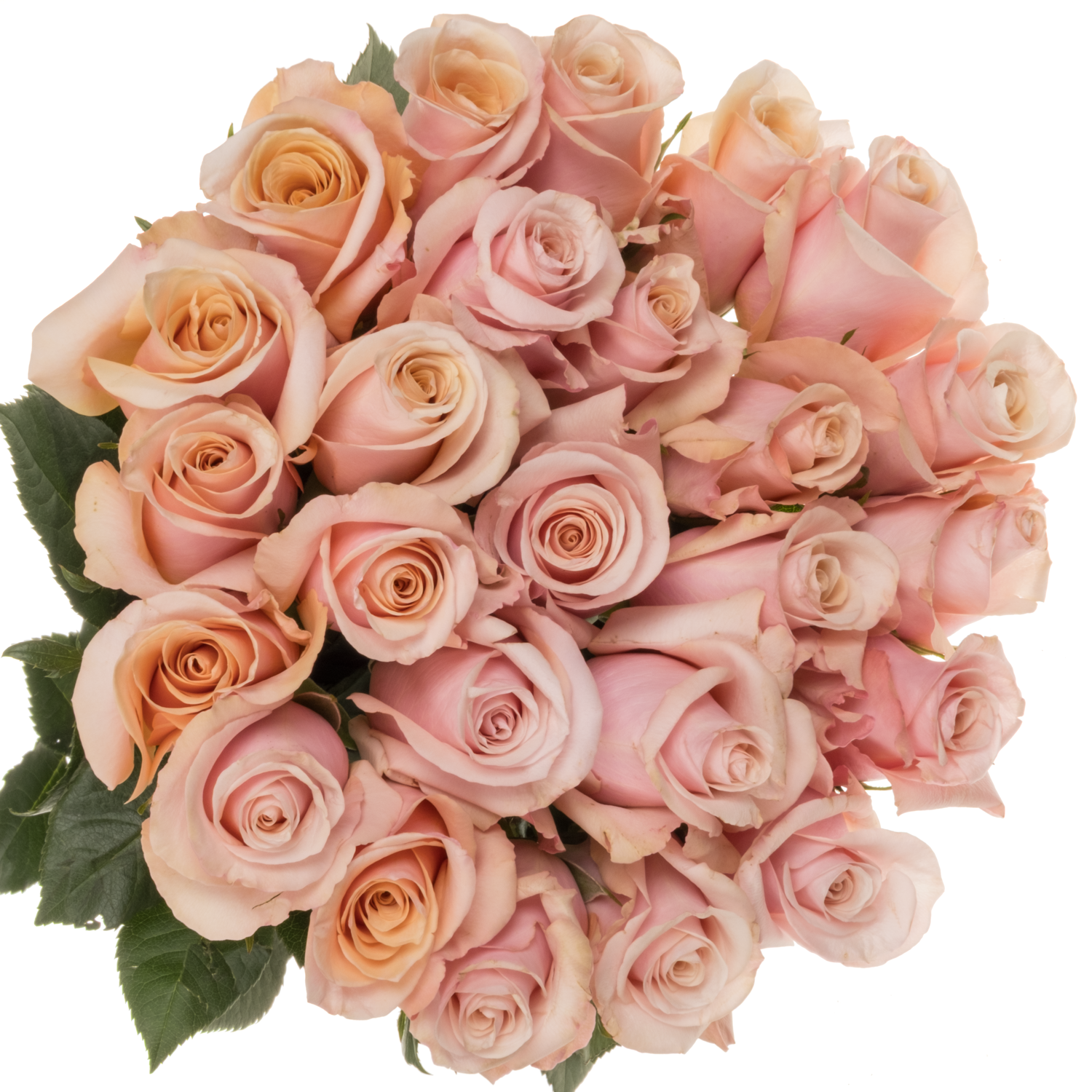 Rose hell rosa Mother of Pearl (Ec) 70cm