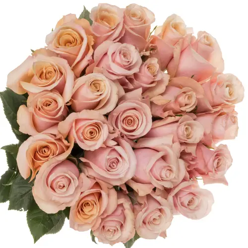 Rose hell rosa Mother of Pearl (Ec) 70cm