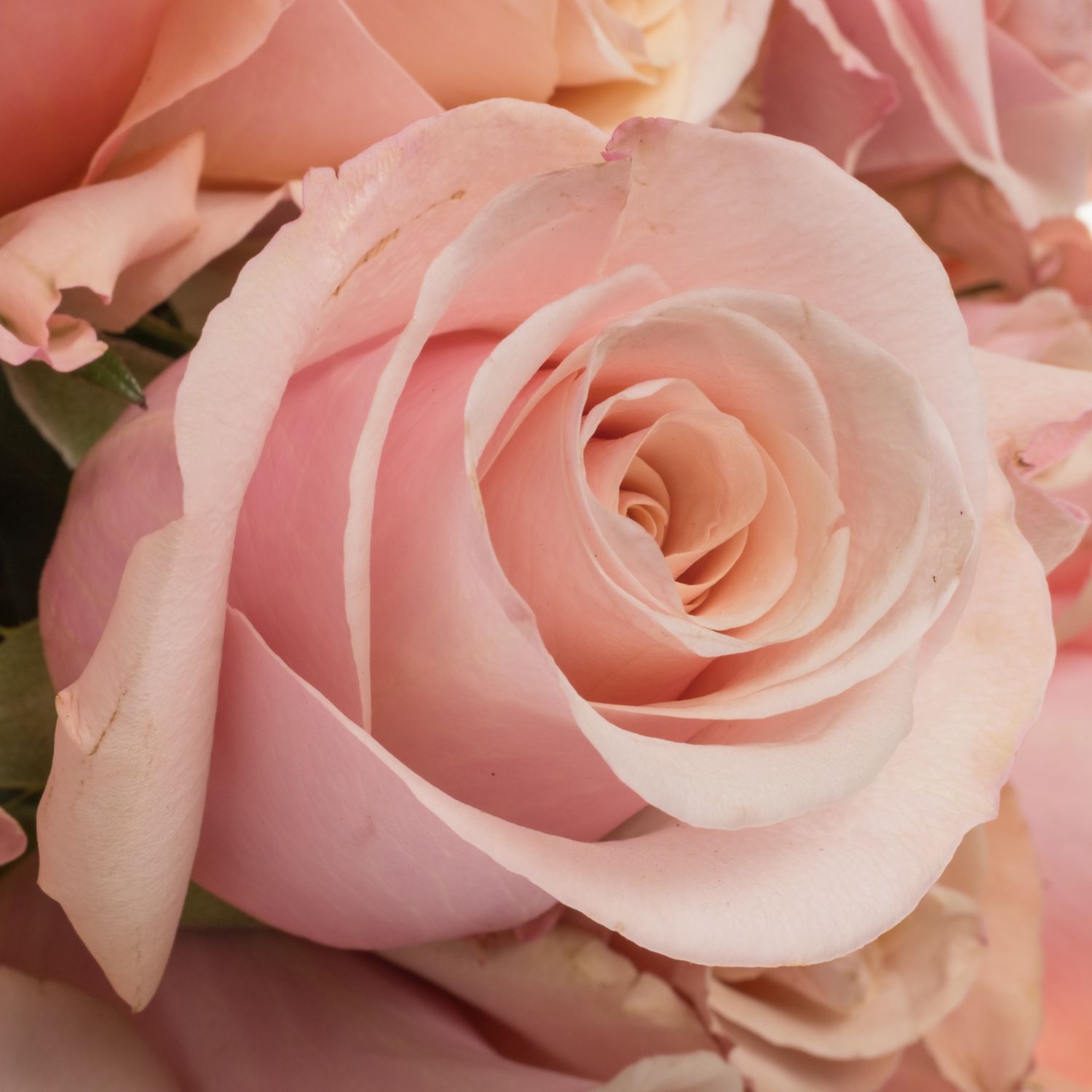 Rose hell rosa Mother of Pearl (Ec) 70cm