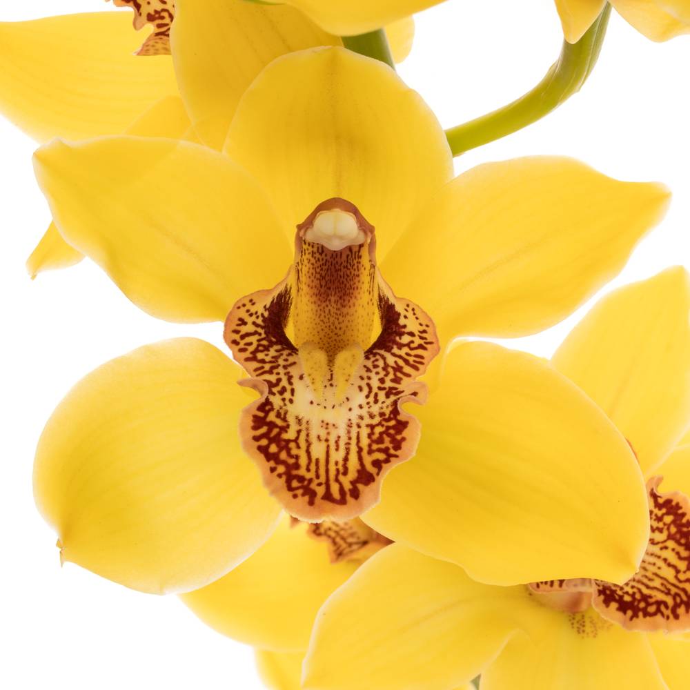 Cymbidium gelb Nevada 80cm 13+Blüte Ostern