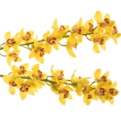 Cymbidium gelb Nevada 80cm 13+Blüte Ostern