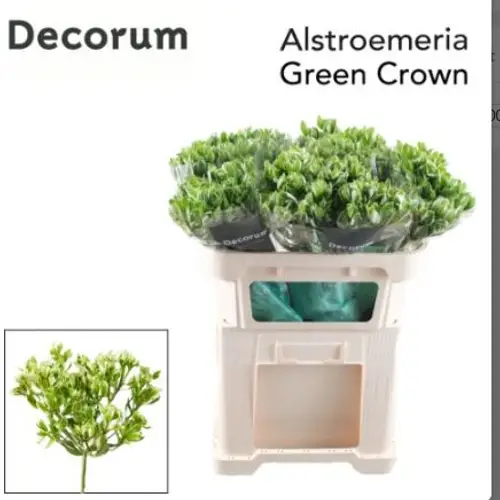 Alstroemerie grün crown 70 gram 75cm