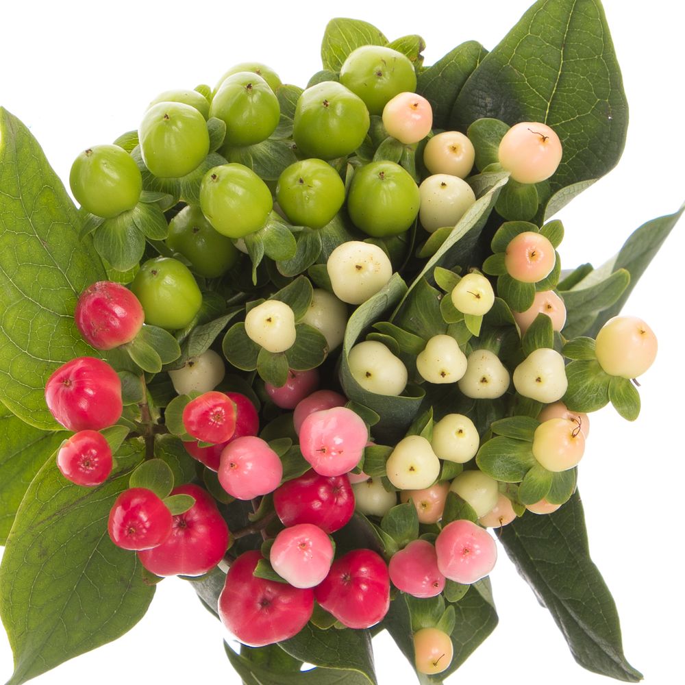 Hypericum mix Coco 60cm