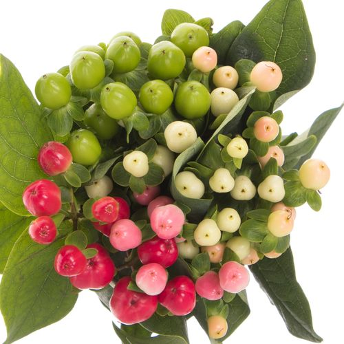 Hypericum mix Coco 60cm