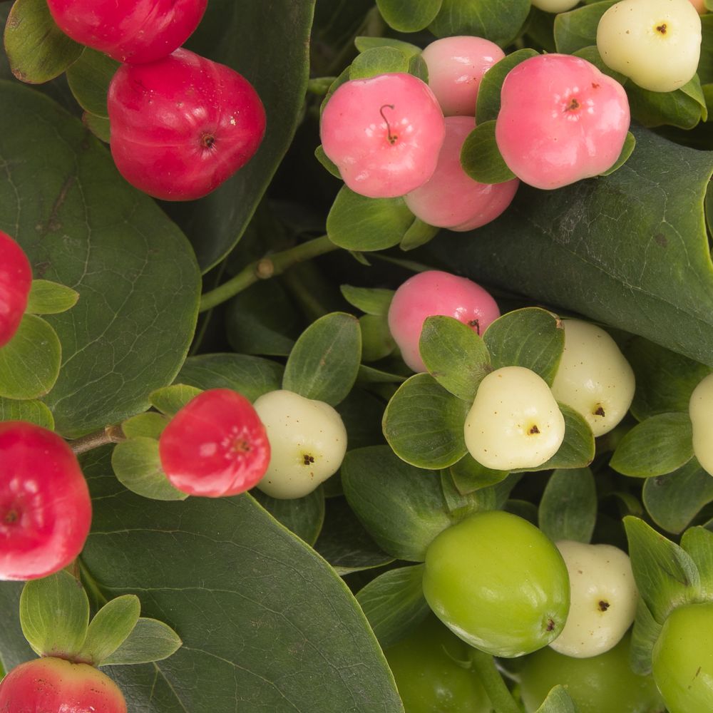 Hypericum mix Coco 60cm