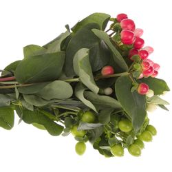 Hypericum mix Coco 60cm