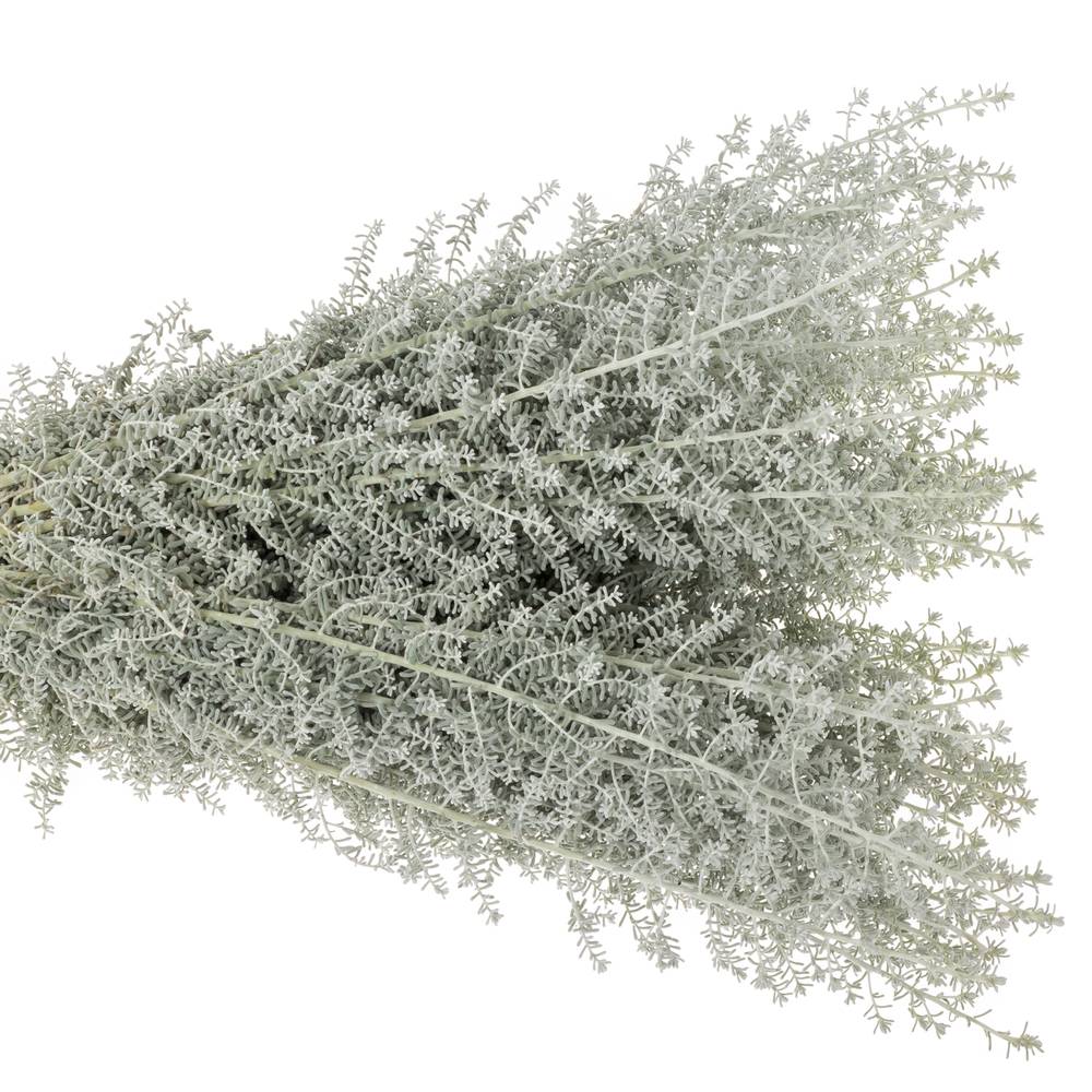 Kochia grau 50cm