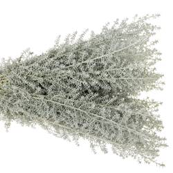 Kochia grau 50cm