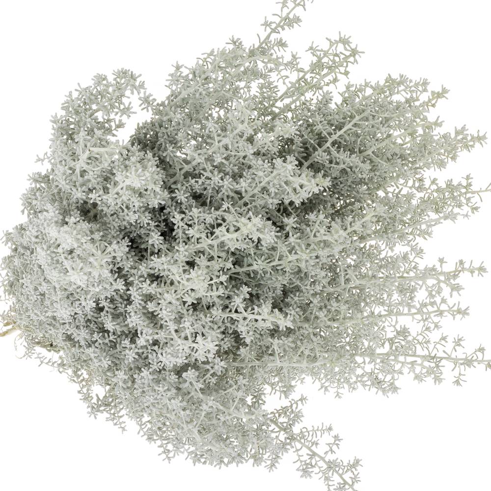 Kochia grau 50cm
