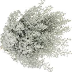 Kochia grau 50cm