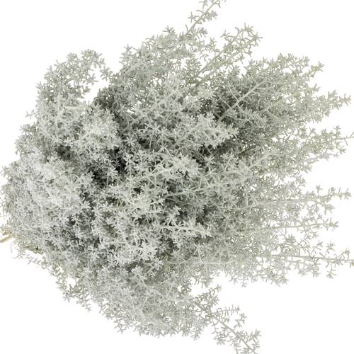 Kochia grau 50cm