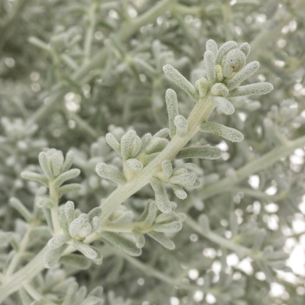 Kochia grau 50cm