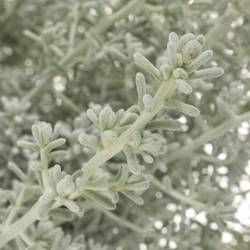 Kochia grau 50cm