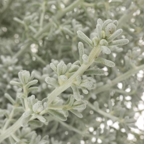 Kochia grau 50cm