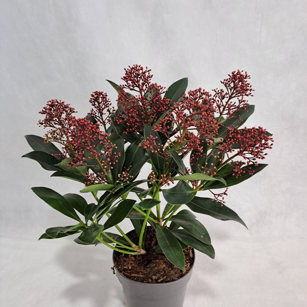 Skimmia rot Japonica Rubella 6+Blüte T13 H030