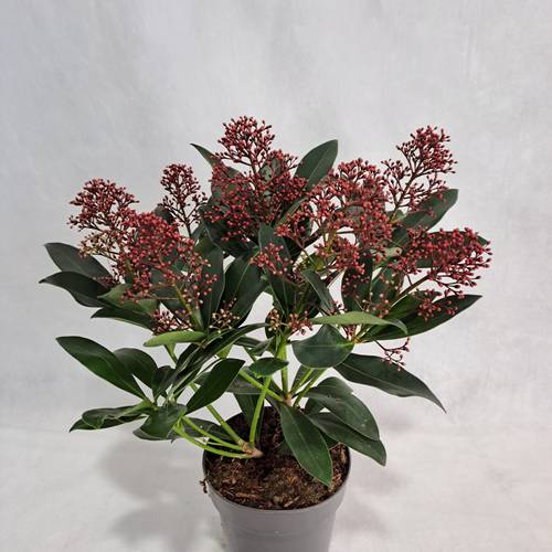 Skimmia rot Japonica Rubella 6+Blüte T13 H030