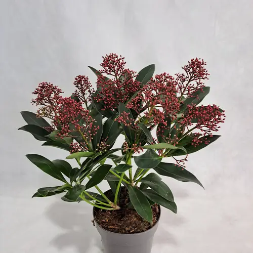 Skimmia rot Japonica Rubella 6+Blüte T13 H030
