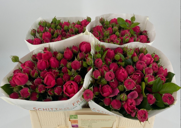 Rosa Freiland fuchsia Magic Rokoko 3+Blüte 50cm