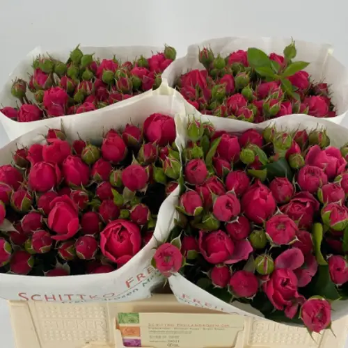 Rosa Freiland fuchsia Magic Rokoko 3+Blüte 50cm