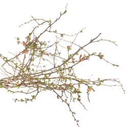 Chaenomeles rosa 85cm