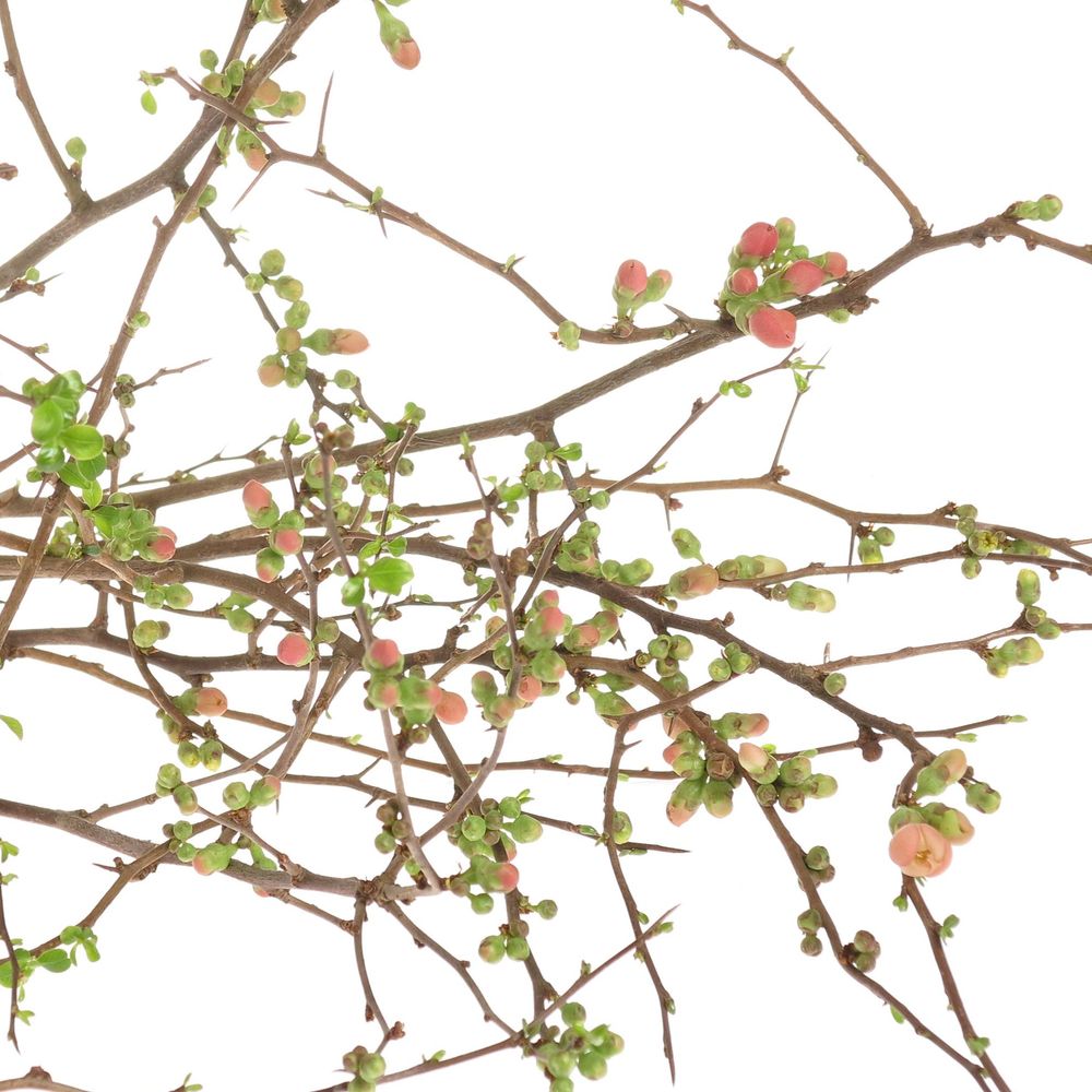 Chaenomeles rosa 85cm