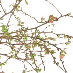 Chaenomeles rosa 85cm