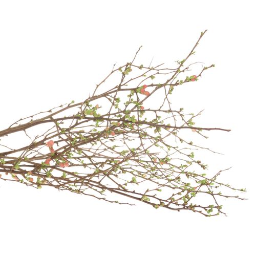 Chaenomeles rosa 85cm