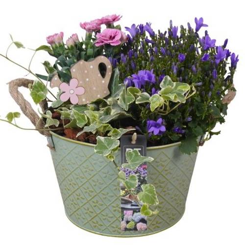 Garten.Arr PTPP6894 T21 H027