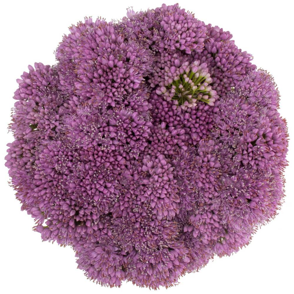 Allium lila Millennium 50cm
