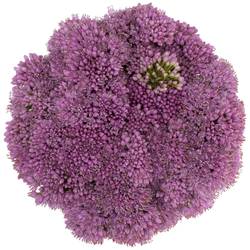 Allium lila Millennium 50cm