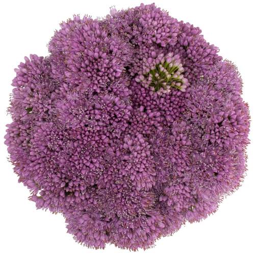 Allium lila Millennium 50cm
