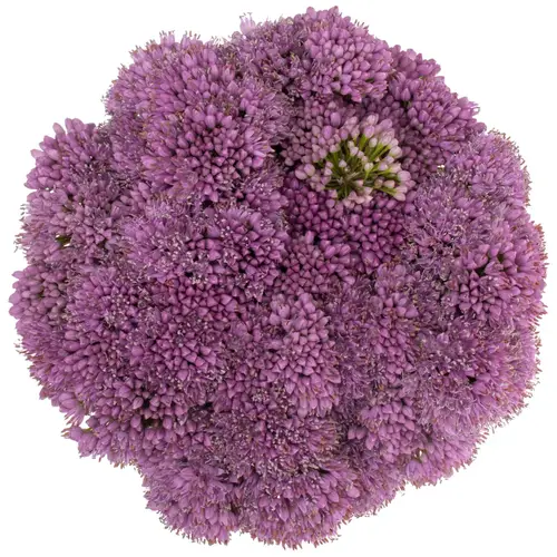 Allium lila Millennium 50cm