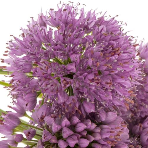 Allium lila Millennium 50cm