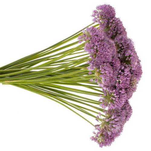 Allium lila Millennium 50cm