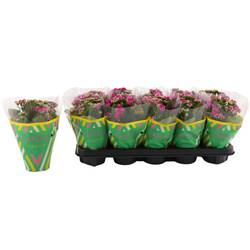 Kalanchoe Gef. dunkel rosa Catchy Season T10,5 H023