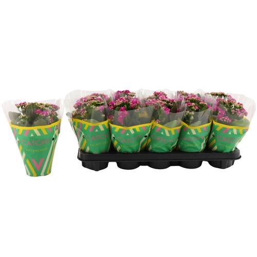 Kalanchoe Gef. dunkel rosa Catchy Season T10,5 H023