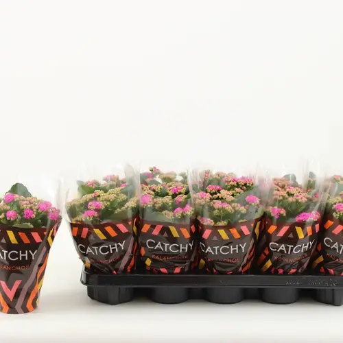 Kalanchoe Gef. dunkel rosa Catchy Season T10,5 H023
