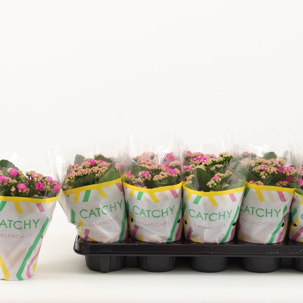 Kalanchoe Gef. dunkel rosa Catchy Season T10,5 H023